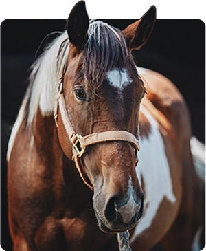 biorésonance et chevaux