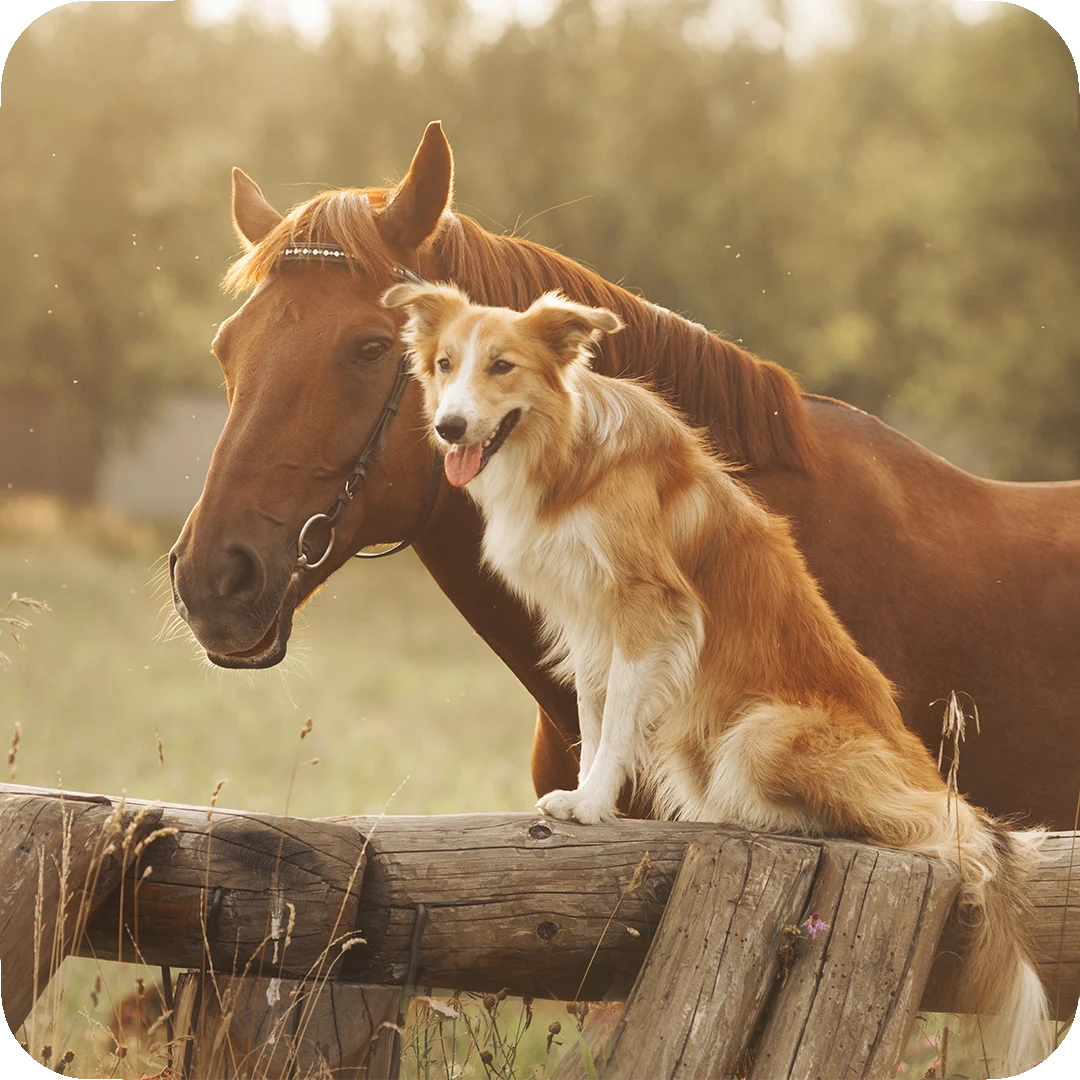 biorésonance, chevaux, chien et chat